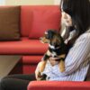 ペットと泊まれる宿泊施設